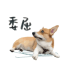Neil Play（個別スタンプ：13）