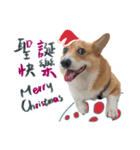 Neil Play（個別スタンプ：23）