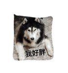 chyi chyi（個別スタンプ：1）