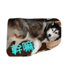chyi chyi（個別スタンプ：8）