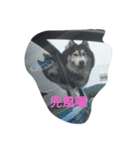 chyi chyi（個別スタンプ：10）