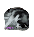 chyi chyi（個別スタンプ：22）