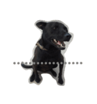 DogDoDo（個別スタンプ：2）