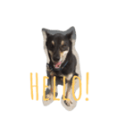 DogDoDo（個別スタンプ：3）
