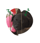 DogDoDo（個別スタンプ：4）