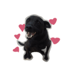 DogDoDo（個別スタンプ：6）