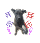 DogDoDo（個別スタンプ：8）