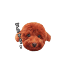 poodle yoyo 1（個別スタンプ：1）