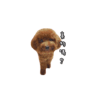 poodle yoyo 1（個別スタンプ：2）