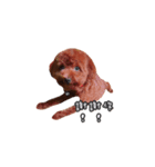 poodle yoyo 1（個別スタンプ：3）