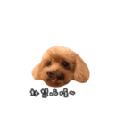 poodle yoyo 1（個別スタンプ：4）
