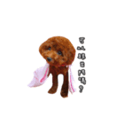 poodle yoyo 1（個別スタンプ：5）