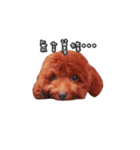 poodle yoyo 1（個別スタンプ：7）