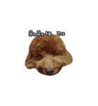 poodle yoyo 1（個別スタンプ：8）