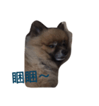 My name is Happy.（個別スタンプ：6）
