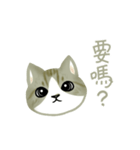 Cat Thanks You (Taiwan)（個別スタンプ：5）