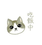 Cat Thanks You (Taiwan)（個別スタンプ：12）