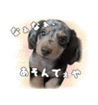 関西弁を喋る犬ちょこ太くん。（個別スタンプ：1）