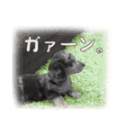 関西弁を喋る犬ちょこ太くん。（個別スタンプ：2）