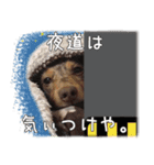 関西弁を喋る犬ちょこ太くん。（個別スタンプ：3）