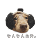 関西弁を喋る犬ちょこ太くん。（個別スタンプ：4）