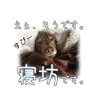 関西弁を喋る犬ちょこ太くん。（個別スタンプ：5）