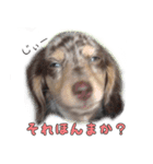 関西弁を喋る犬ちょこ太くん。（個別スタンプ：6）