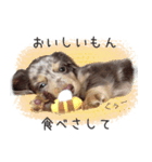 関西弁を喋る犬ちょこ太くん。（個別スタンプ：7）