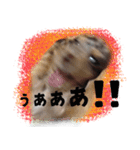 関西弁を喋る犬ちょこ太くん。（個別スタンプ：8）