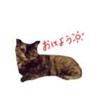 わんこ！（個別スタンプ：5）