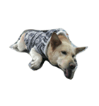 Slippers dog（個別スタンプ：1）