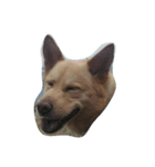 Slippers dog（個別スタンプ：4）