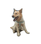 Slippers dog（個別スタンプ：5）