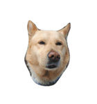 Slippers dog（個別スタンプ：6）