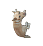 Slippers dog（個別スタンプ：8）