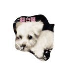 YA's（個別スタンプ：3）