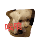 YA's（個別スタンプ：8）