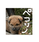 雑種犬  半兵衛  5（個別スタンプ：4）