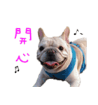 French Bulldog Three Brothers（個別スタンプ：5）