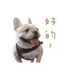 French Bulldog Three Brothers（個別スタンプ：10）