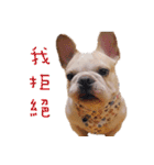 French Bulldog Three Brothers（個別スタンプ：11）