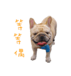 French Bulldog Three Brothers（個別スタンプ：12）