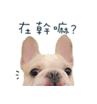 French Bulldog Three Brothers（個別スタンプ：13）