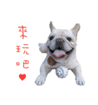 French Bulldog Three Brothers（個別スタンプ：14）