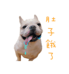 French Bulldog Three Brothers（個別スタンプ：16）