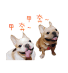 French Bulldog Three Brothers（個別スタンプ：17）