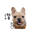 French Bulldog Three Brothers（個別スタンプ：19）