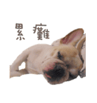 French Bulldog Three Brothers（個別スタンプ：22）