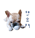 French Bulldog Three Brothers（個別スタンプ：24）