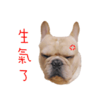 French Bulldog Three Brothers（個別スタンプ：25）